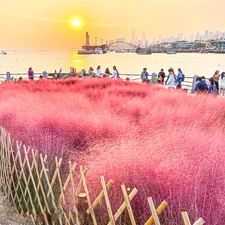 Pink Muhly Grass Seed Muhlenbergia Capillaris Ornamental Grass Perennial Flower+
