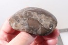Petoskey Stone Fossil Coral Lapidary 13 oz. windowed three pc rough lot P3 — photo 10