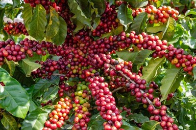 15 ARABICA COFFEE Tree Shrub Seeds - Grow your own coffee! *Flat S/H | eBay