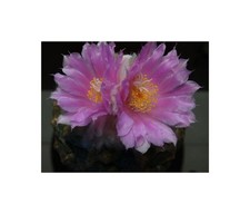 5x Ariocarpus lloydii fiori biancastri semi di magenta chiaro B1909