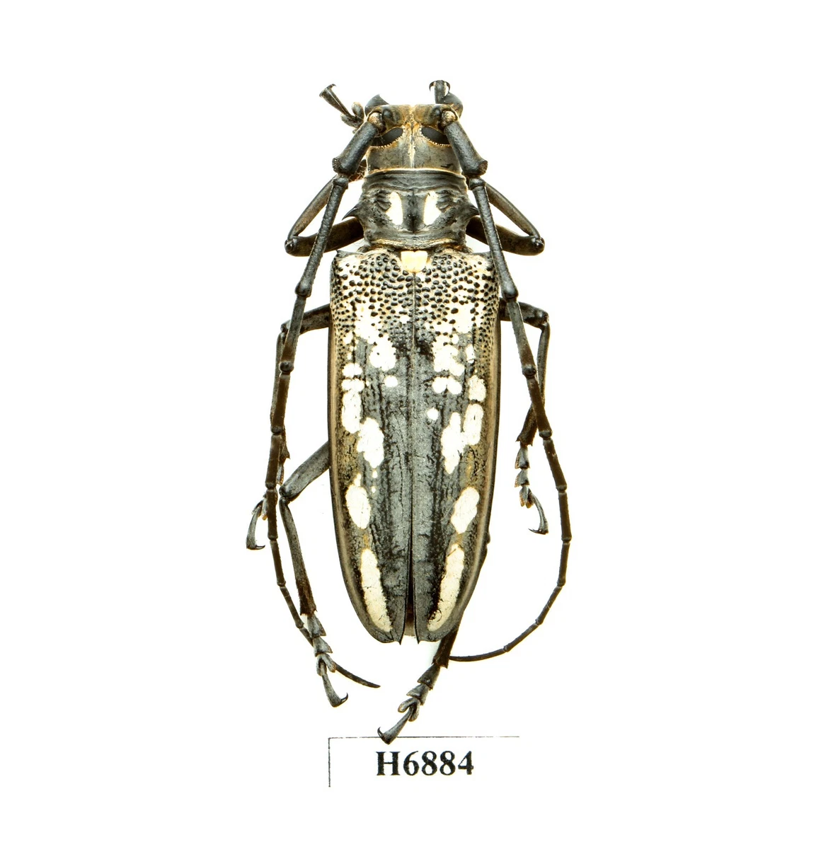 Batocera for sale | eBay
