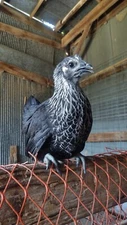 6 Silver Laced / AYAM CEMANI - FIBRO "black skinned chicken" Hatching Eggs NPIP