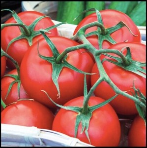 50 Organic Non-GMO Blondkopfchen 'Little Blond Girl' Tomato Seeds – Fast-Growing & Open-Pollinated