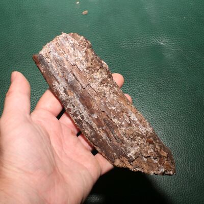 Nice Dinosaur Rib Section - Authentic Fossil from Hell Creek Formation Specimen