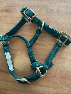 BMB Nylon Premium Foal Halter Green Adjustable Brass Hardware