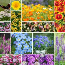Deer Resistant Wildflower Mixed Seeds for Planting, 1/4 Lb, 120,000 Seeds with