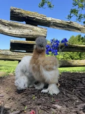 12 Silkie Hatching Eggs Partridge, Splash, Black, Paint, White, Gray