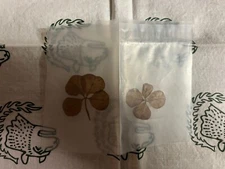 Pair of 4 Leaf Clovers Dried Pressed Sealed