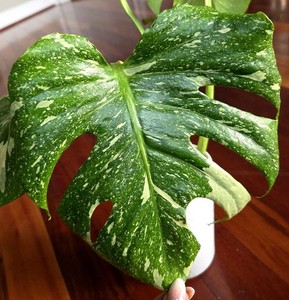 Monstera Thai Constellation | eBay