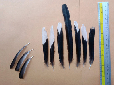 Copsychus malabaricus Feather Collection Wild Bird Craft Materials Art Decor DIY
