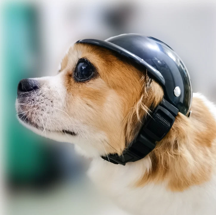 Chihuahua helmet hotsell and goggles