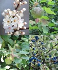 Fruit & Nut Tree seed Mix. Hazel, wild cherry, Blackthorn