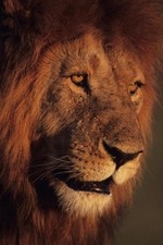 Lion Drawing Book Part 1