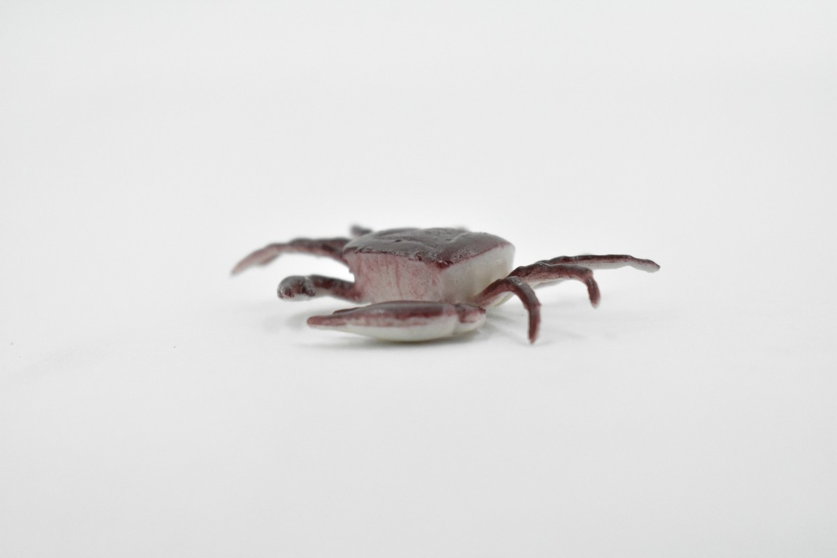 Crab, Small Rock Crab, Rubber, Educational, Realistic, Toy Model 2