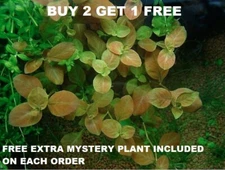 Ludwigia Ovalis Live Aquarium Plants Bunch plantedtank aquarium BUY2GET1FREE