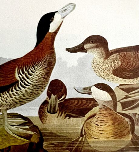 Ruddy Duck Bird 1950 lithographie art imprimé Audubon Nature première édition DWU14B - Photo 1 sur 2