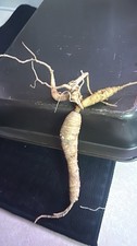 Fresh Wild Big Moutain Ginseng Root Very Old 1 Oz Roots Fresh