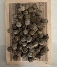 1 Lb Burr Oak Acorns Fresh 2025 Illinois Most Capped For Crafts, Wildlife, Seed