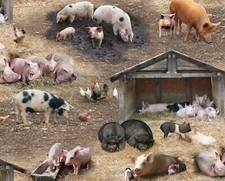 Farm Animals Fabric - Pig Pen  Chickens Brown - Elizabeth's Studio YARD
