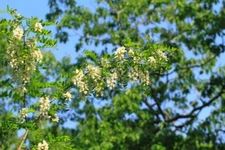 5 Black Locust Tree Seeds