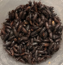 500 COUNT LIVE DARKLING BEETLES FOR YOUR REPTILE, FISH OR BIRD