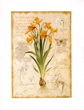 Yellow Daffodils Botanical Flower Flowers Note Cards Notecards - Set of 6