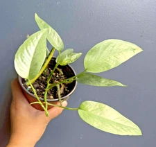 Cebu Blue Pothos Epipremnum Pinnatum – Live Indoor Plant 4" Pot, Well Rooted