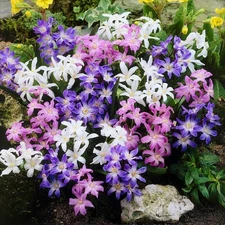 Easy to Grow Chionodoxa Spring Mix 60 Plant Bulbs, Early Spring Flower Zones 3-8