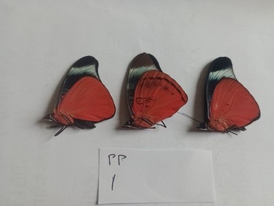 3 Panacea Prola Männchen ,A1/A1- Data Peru. TOP PREIS! LETZTE PAAR ÜBRIG!