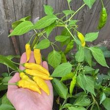 [AJI LEMON DROP] PEPPER SEEDS FREE SHIPPING!