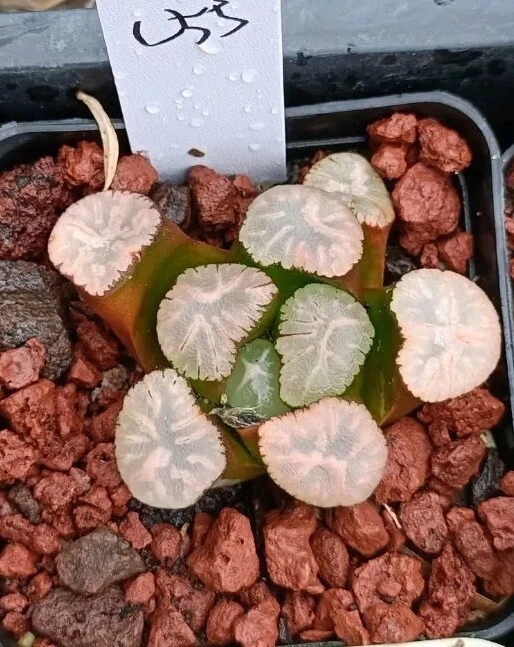 haworthia Plant #55, mature rare Succulent