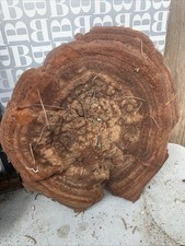 Natural Dried Tree Conk Shelf Mushroom Fungus Humboldt County California