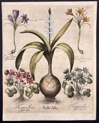 Scilla Alba, Crocus Vernus flore violaceo - Crocus Vernus flore candido - Hepati