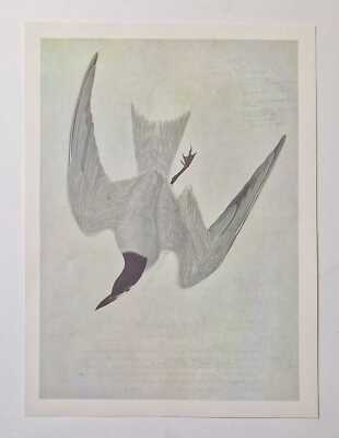 JOHN JAMES AUDOBON Gull Billed Tern (1966 Colour Bird Print Reproduction)