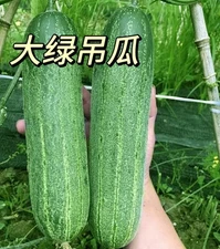 "Ship From US " 10 Seeds Large cucumber 大绿吊瓜 黄瓜 US 2024 新种子