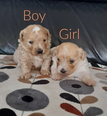 Tiny Toy Moodles Maltese X Toy Poodle 1 Boy 1 Girl Dogs Puppies Gumtree Australia Gold Coast North Willow Vale 1258077685
