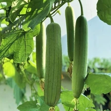 30pcs Luffa Chubby Pier Gourd Seeds - Non-GMO, Loofah Sponge Gourd Seeds.
