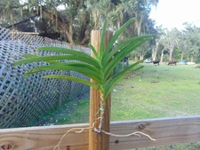 Vanda Rothschildiana Bloom size Bare root LARGE PLANT PRIMARY HYBRID
