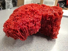 Natural  Red Coral Medium/large 7x6x4 Pipe Organ Coral Specimen NICE