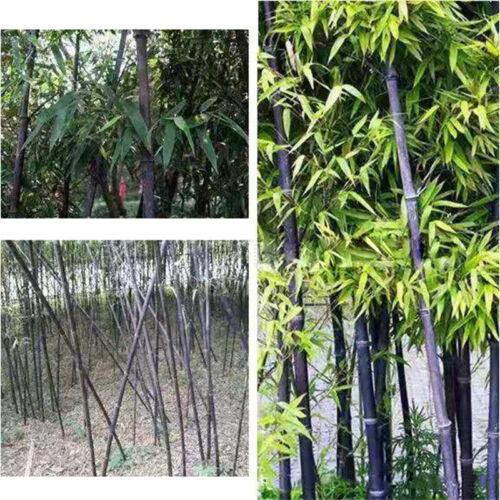Rare Purple Bamboo Seeds Lucky Bamboo seeds 100pcs/Pack - Photo 1/3