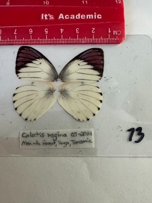UCWY 73   A+/ A  Colotis regina   Beautiful Purple Liquidation Sale