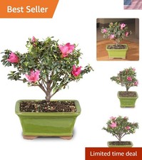 Elegant Live Satsuki Azalea Bonsai Tree - Vibrant Blooms, Easy Care for Outdoors