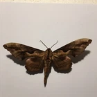 Real Butterfly/Moth Spread B1976 Rare Sphingidae Sps Hawk Moth