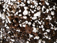 ORGANIC Potting Soil Mix Sphagnum Peat Moss 50% & Perlite 50% - 5 cups-