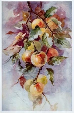 Vintage Floral Print, Crab Apples, Keramic Studio 1903 botanical art