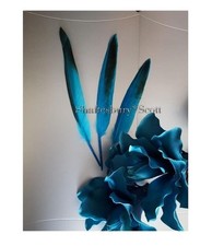 TURQUOISE  2 Tone Turkey Feathers x 4 Long 8-9"  20/23 cm