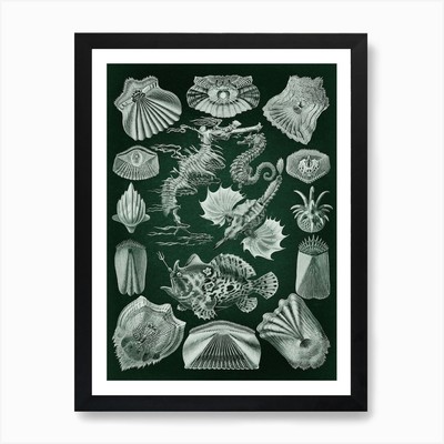 Vintage Haeckel 8 Tafel 87 Knochenf Framed Wall Art Poster Canvas Print Picture