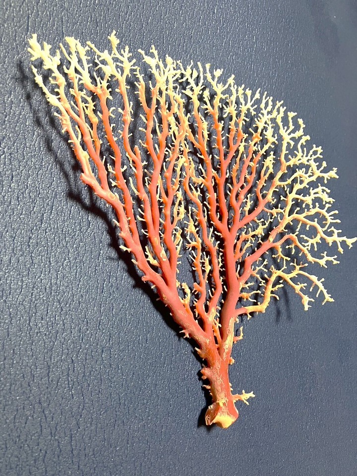 Japanese natural red coral Gemstone eBay