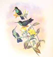 John Gould GUIANA BRILLIANT Hummingbirds Vintage Bird Art Print Bookplate S-15