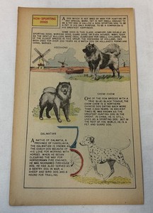 1958 cartoon page ~ non-sporting dogs KEESHOND, CHOW-CHOW, DALMATIAN